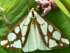 (Reversed Haploa Moth) dorsal