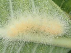 (Virginian Tiger Moth) caterpillar