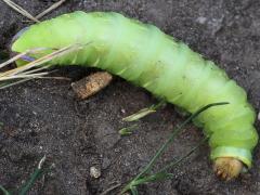 (Polyphemus Moth) caterpillar soil