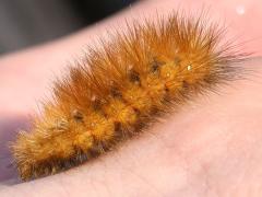 (Virginian Tiger Moth) caterpillar Conor