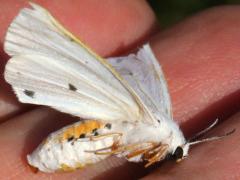(Virginian Tiger Moth) female