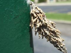 (Evergreen Bagworm) pupa on lamp post