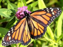 Monarch female on Red Clover