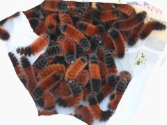 (Isabella Tiger Moth) caterpillar bag
