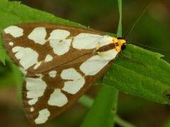 (Confused Haploa Moth) dorsal