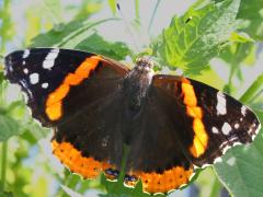 (Red Admiral) dorsal