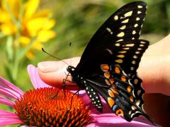 (Black Swallowtail) male ventral on Broad-leaved Purple Coneflower