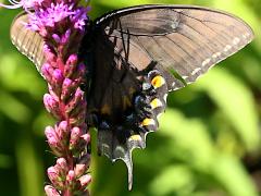 (Tiger Swallowtail) female dark form ventral
