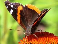 (Red Admiral) front