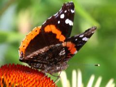 (Red Admiral) rear