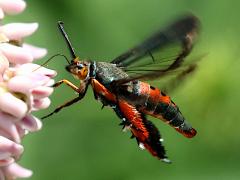 (Squash Vine Borer Moth) hovering nectaring