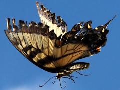 (Tiger Swallowtail) female flying