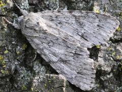 (American Dagger Moth) dorsal
