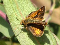 (Tawny Edged Skipper) on Smooth Blue Aster