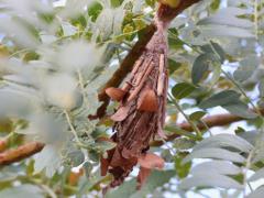 Evergreen Bagworm on Honey Locust