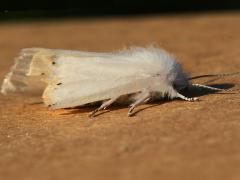 (Virginian Tiger Moth) female Apr 14 lateral