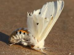 (Virginian Tiger Moth) female Apr 14 ventral
