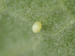 (Monarch) yellow egg on Common Milkweed