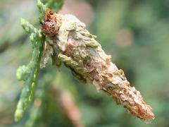 (Evergreen Bagworm) larva
