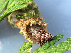 (Evergreen Bagworm) larva crawling