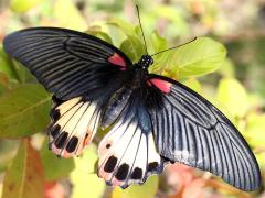 (Great Mormon Swallowtail) agenor female