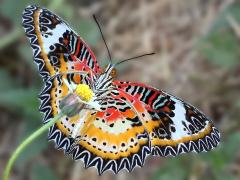 (Leopard Lacewing) male ventral