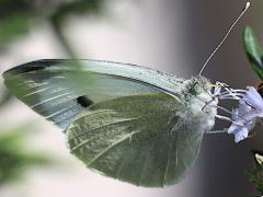(Large White) ventral