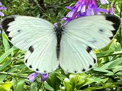 (Indian Cabbage White) dorsal
