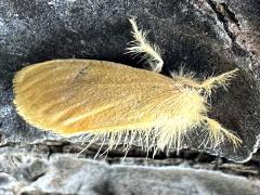 (Taiwan Yellow Tussock Moth) dorsal