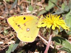 (Eurasian Clouded Yellow) ventral