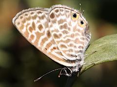 (Lang's Short-tailed Blue) ventral