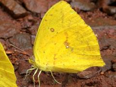(Tailed Sulphur) ventral