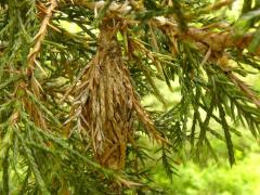 Evergreen Bagworm on Eastern Red Cedar