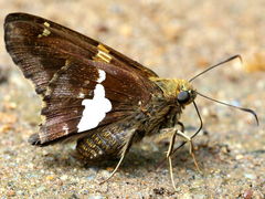 (Silver-spotted Skipper) puddling