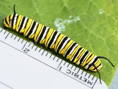 (Monarch) larva 4th instar