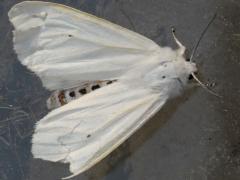 (Virginian Tiger Moth) female dorsal