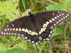 (Black Swallowtail) male dorsal