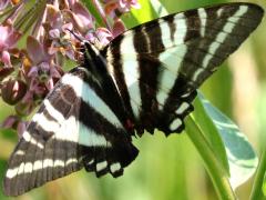 (Zebra Swallowtail) dorsal