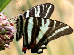 (Zebra Swallowtail) ventral