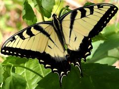 (Tiger Swallowtail) male dorsal