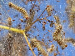 (Fall Webworm Moth) web