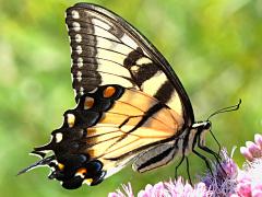 (Tiger Swallowtail) female ventral