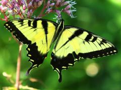 (Tiger Swallowtail) male dorsal