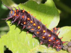 (Pipevine Swallowtail) caterpillar
