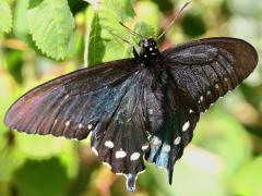 (Pipevine Swallowtail) female