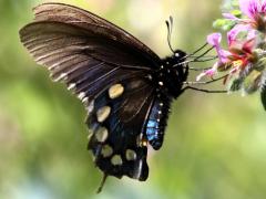 (Pipevine Swallowtail) ventral