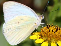 (Great Southern White) ventral