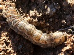 (Army Cutworm Moth) caterpillar