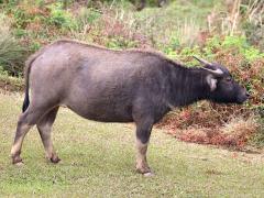 (Domestic Water Buffalo) male