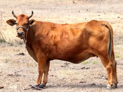 (Domestic Cattle) female